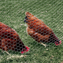 Učitajte sliku u preglednik galerije, Fleksibilna mrežasta ograda za kokošinjac – 25 m duljine